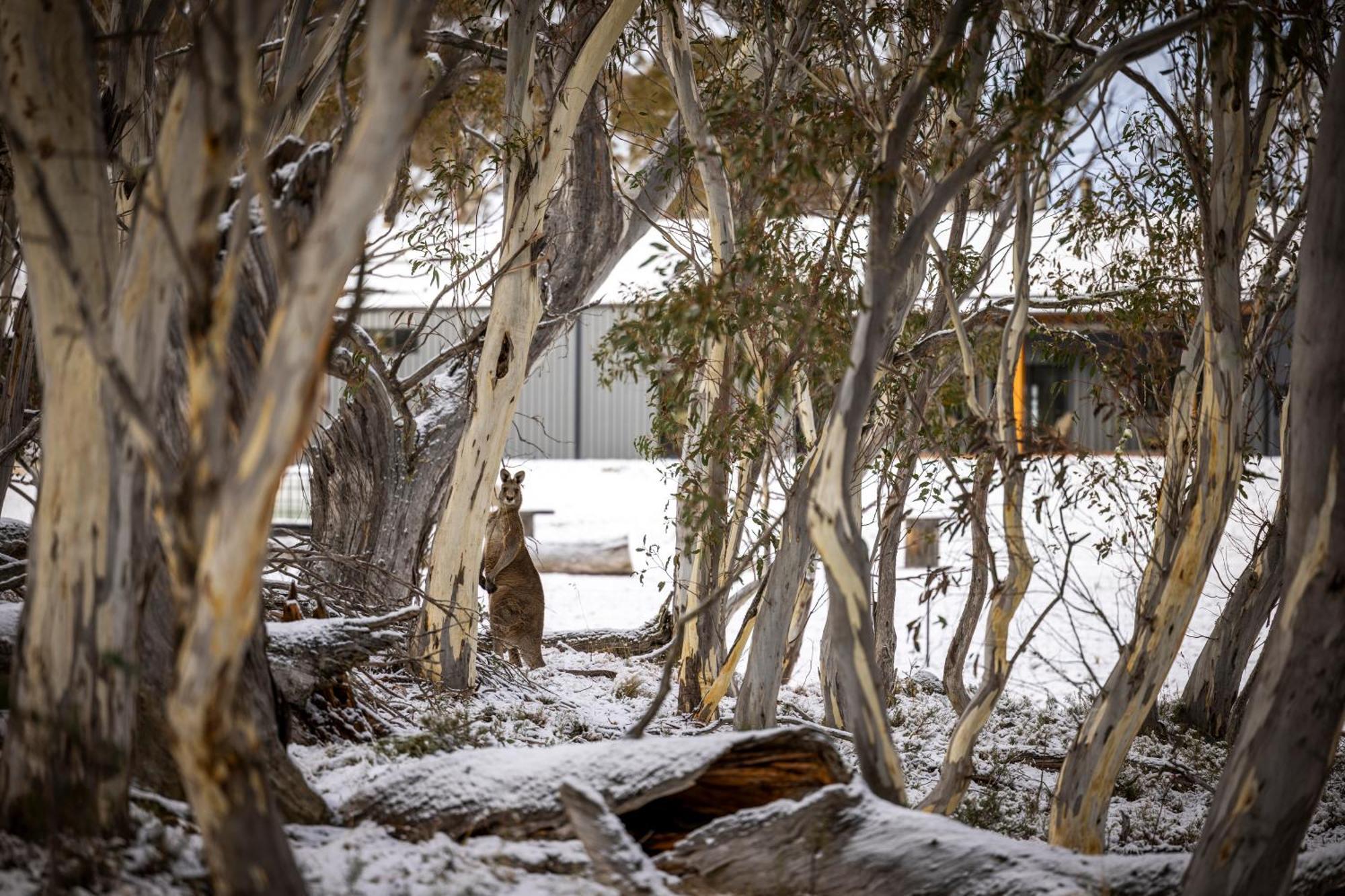 Big Yard Escapes - Two Off-Grid Tiny Houses On The Mowamba River จินดาไบน์ ภายนอก รูปภาพ